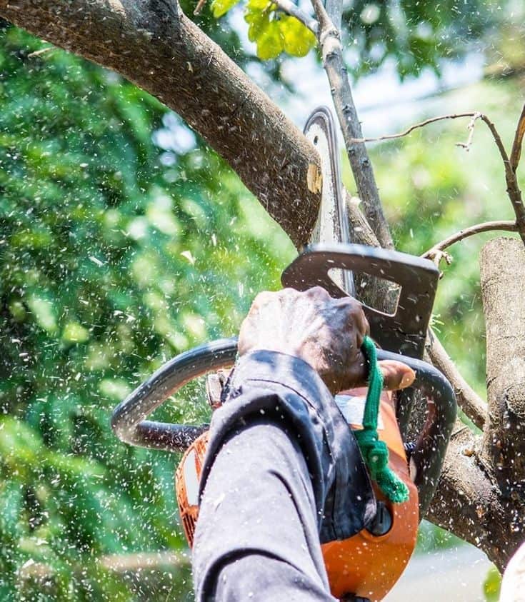 JP Tree Services crew at a North Dallas job site