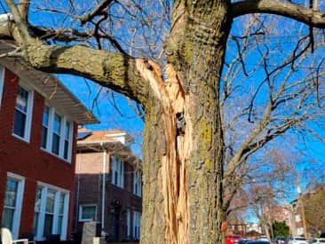 24/7 emergency tree service