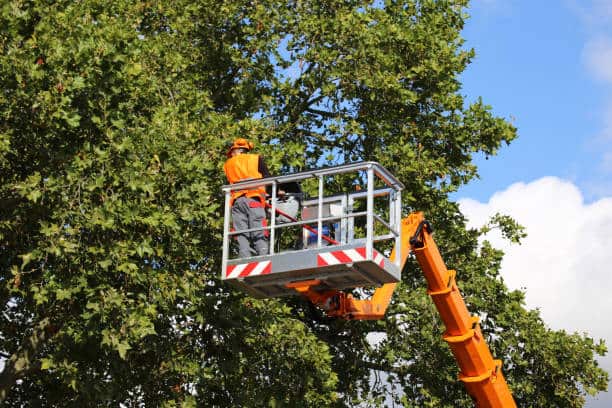 Logging and land clearing