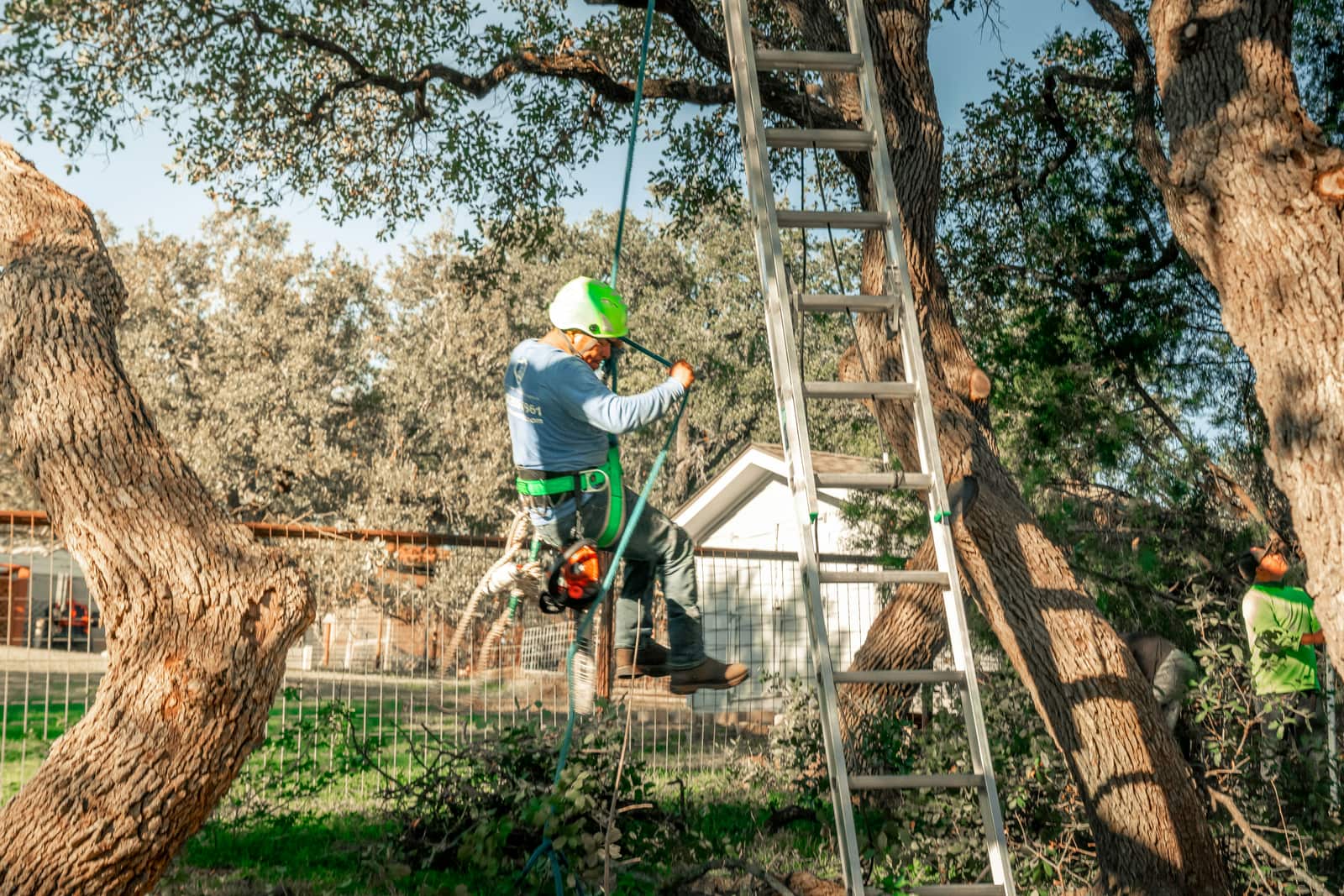 Tree trimming and pruning